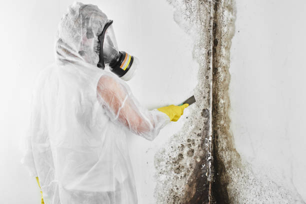Best Residential Mold Removal  in Davis, CA