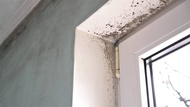 Mold Removal Process in Davis, CA
