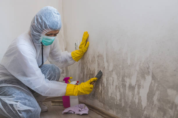 Best Mold Cleaning Services  in Davis, CA