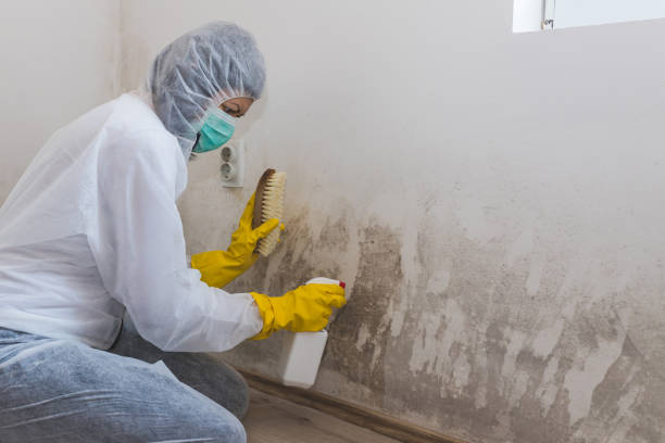 Best Black Mold Removal  in Davis, CA