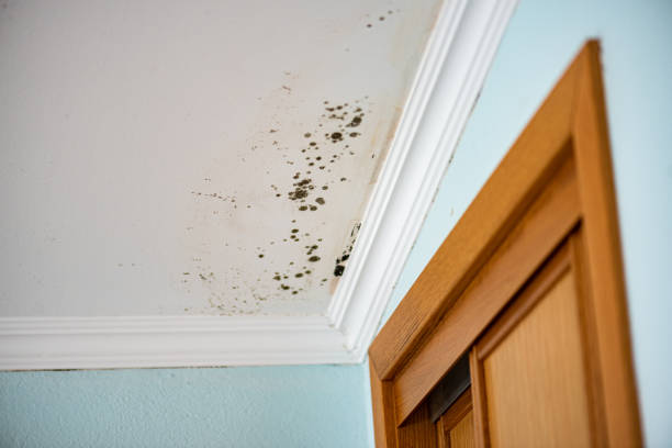 Professional Mold Removal in Davis, CA