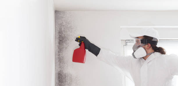 Best Mold Testing  in Davis, CA