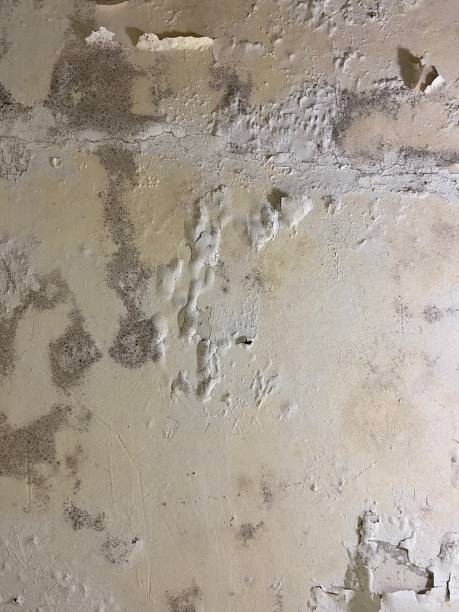 Best Local Mold Removal Service  in Davis, CA