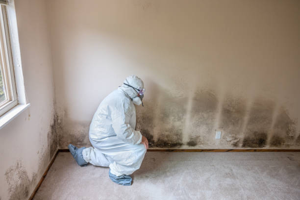 Best Crawl Space Mold Removal  in Davis, CA