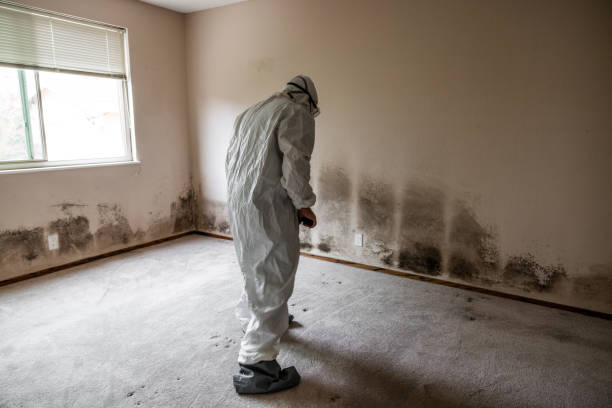 Best Mold Removal Company Near Me  in Davis, CA