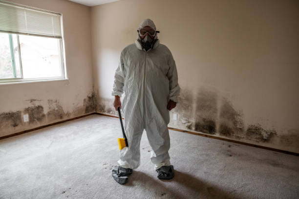 Best Mold Damage Repair  in Davis, CA