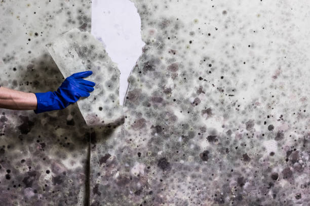 Best Mold Cleaning Services  in Davis, CA