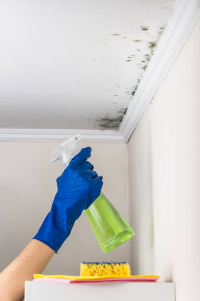 Best Local Mold Removal Service  in Davis, CA